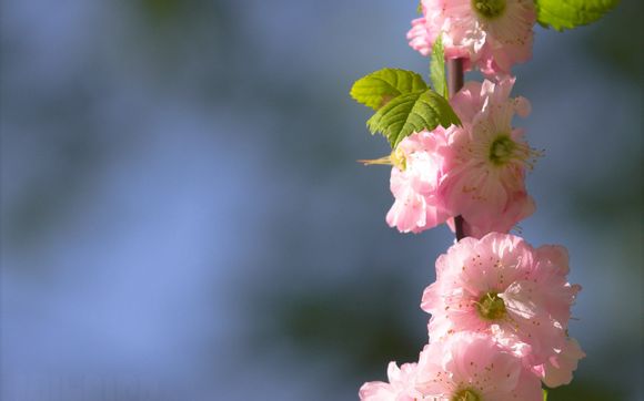 上海哪里回收苹果手机