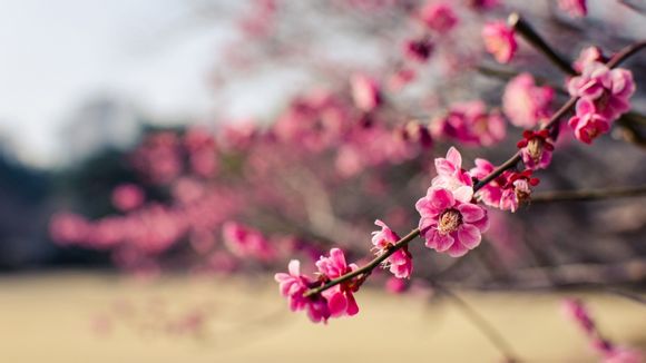 华为更新在哪里设置